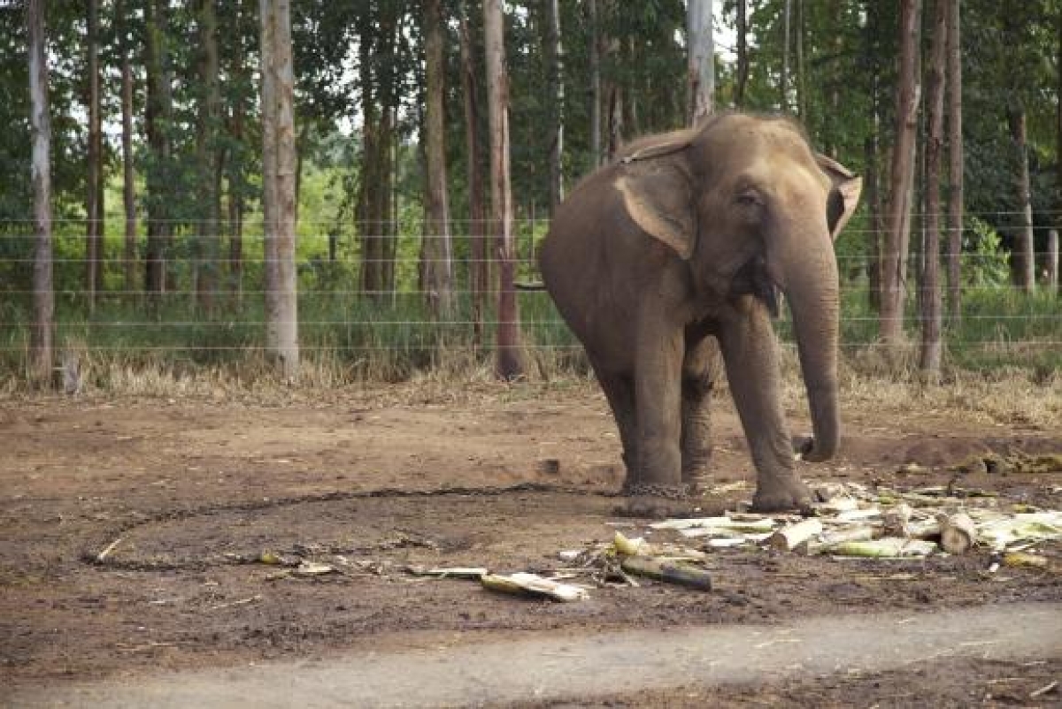 O tráfico de vida selvagem ameaça a biodiversidade do planeta e coloca em perigo de extinção espécies como os elefantes os rinocerontes e os tigres (Imagem: Divulgação/Santuário de Elefantes Brasil)