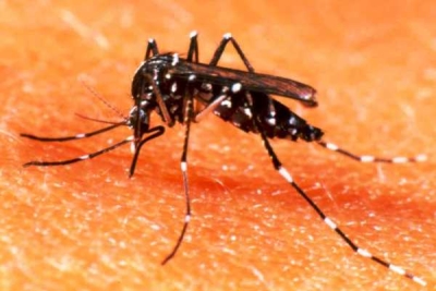 Casos de Dengue Chikungunya Zika e Microcefalia são monitorados em Sergipe (Imagem: SES/SE)