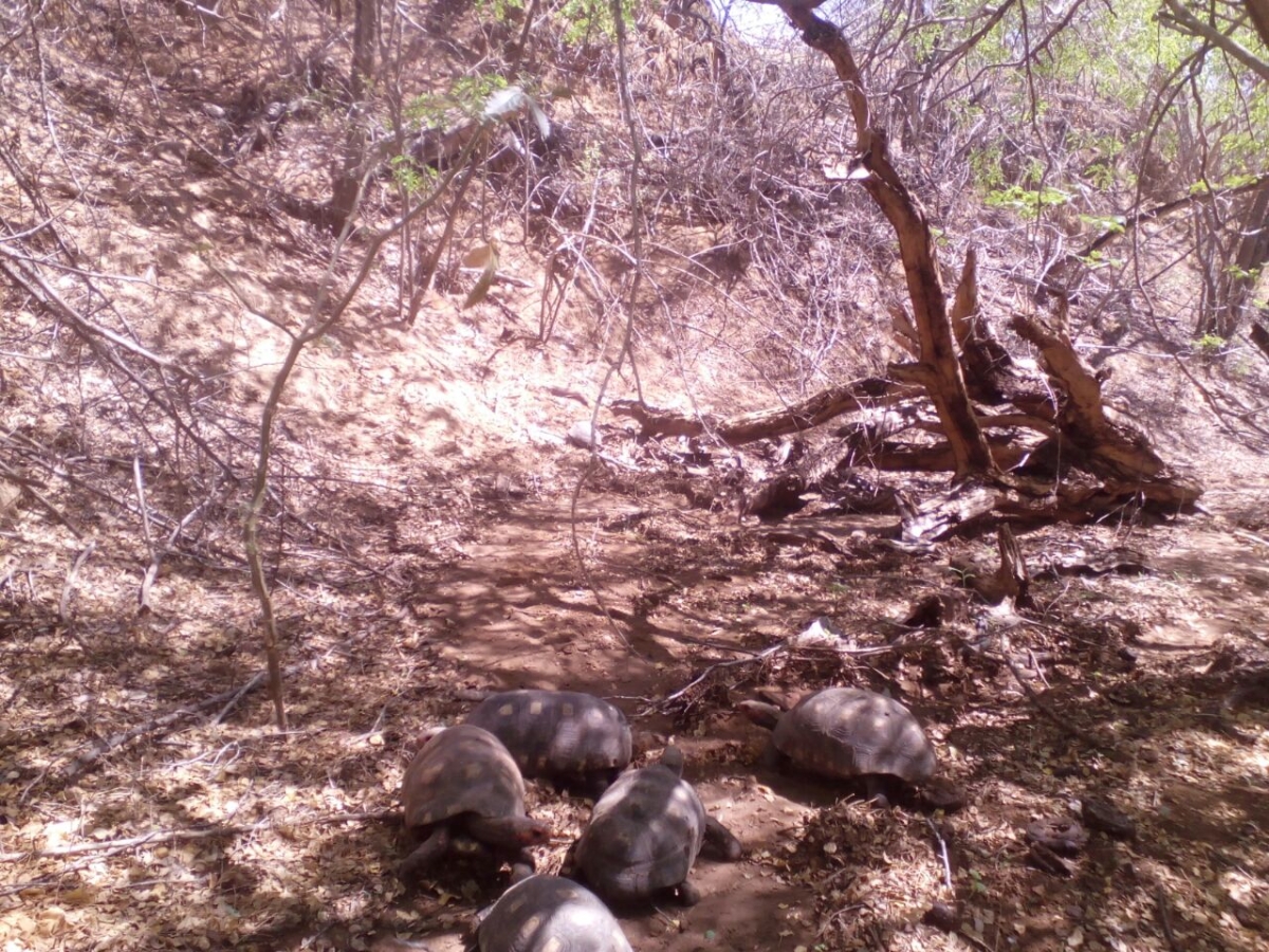 Em Sergipe FPI já devolveu mais de 500 animais à natureza (Imagem: Assessoria FPI/SE)