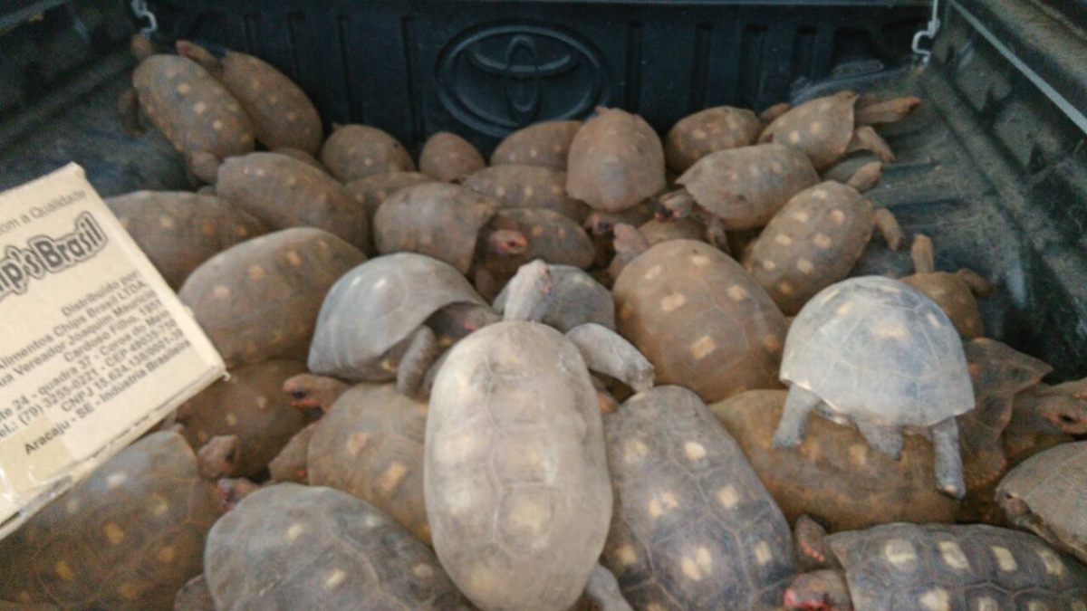 Mais de 100 cágados foram resgatados pela FPI em Zona Rural sergipana (Imagem: Assessoria FPI/SE)