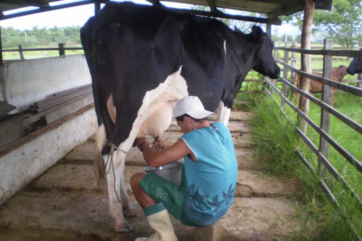 A produção de elite é a principal atividade do Jabiberi (Imagem: Cohidro/SE)
