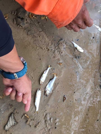 Peixes são encontrados mortos no Rio Piauí, em Estância (Imagem: F5 Sergipe)