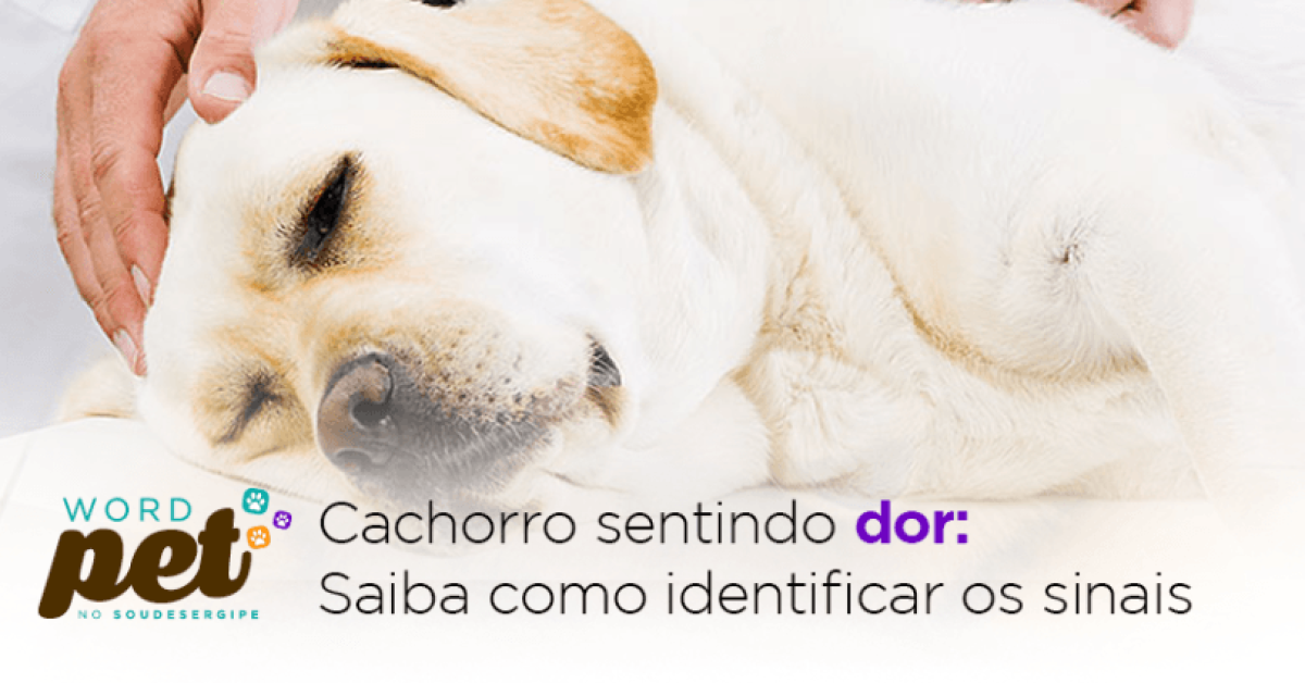 Cachorro sentindo dor: Saiba como identificar os sinais (Imagem: Word Pet/Sou de Sergipe)