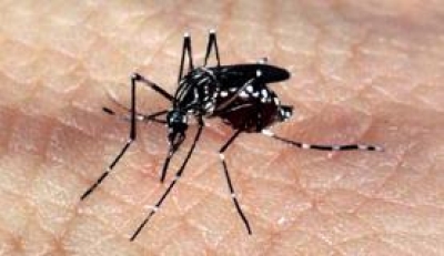 Mosquito Aedes aegypti (Imagem: Arquivo/Agência Brasil)