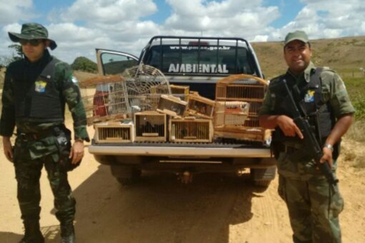 PM/Sergipe captura 34 aves que seriam vendidas na Feira das Trocas (Imagem: PM/SE)