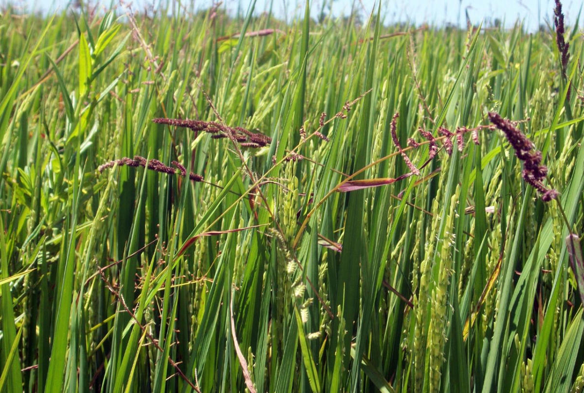 Técnica iniciada na escola e utilizada em várzea de Japoatã (SE) substitui o manejo do arroz com agrotóxicos por cultivo do grão com defensivos naturais (Foto: Seed/SE)