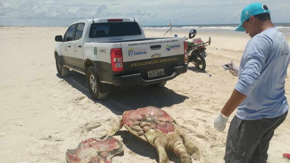 Três tartarugas foram encontradas mortas no Povoado Saco (Foto: Diário Sergipano)