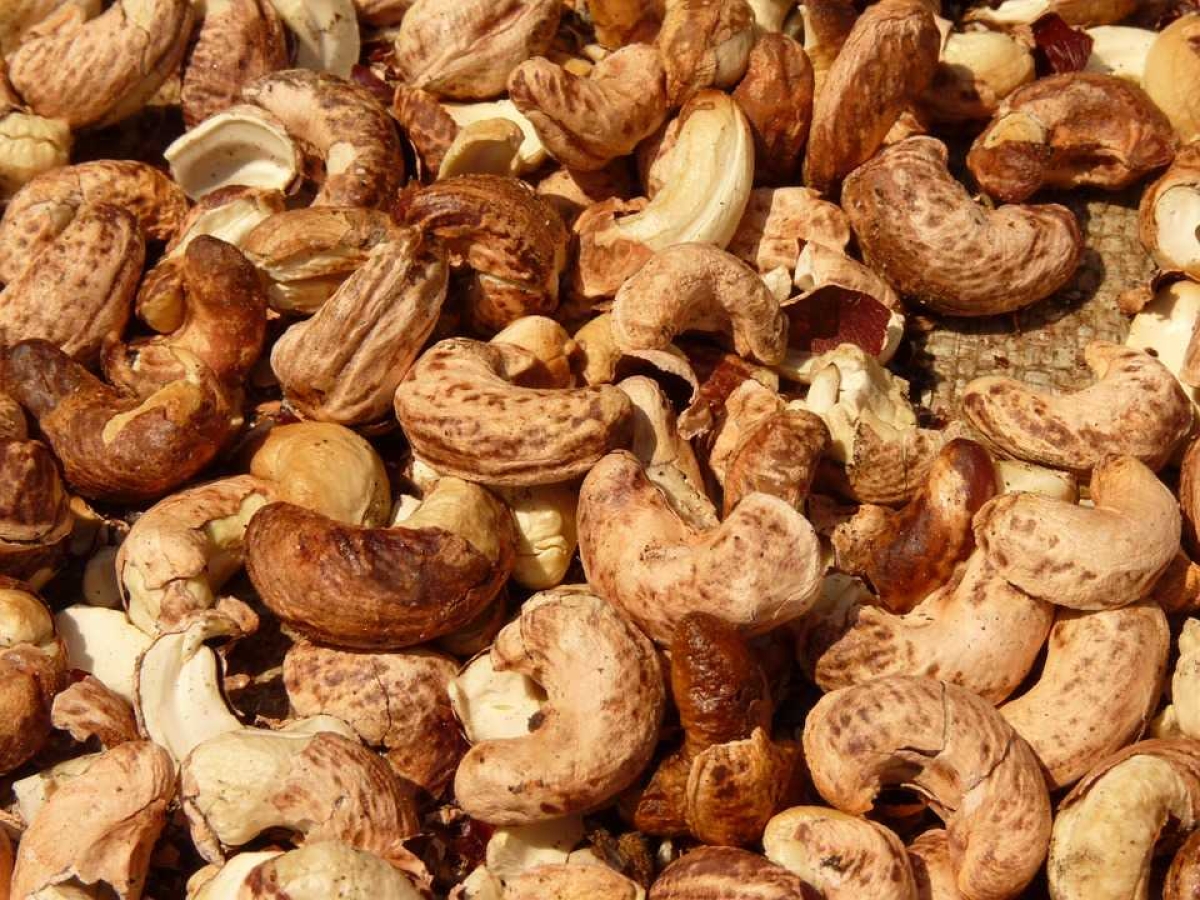 Castanha de caju (Imagem: Ilustrativa/Pixabay)