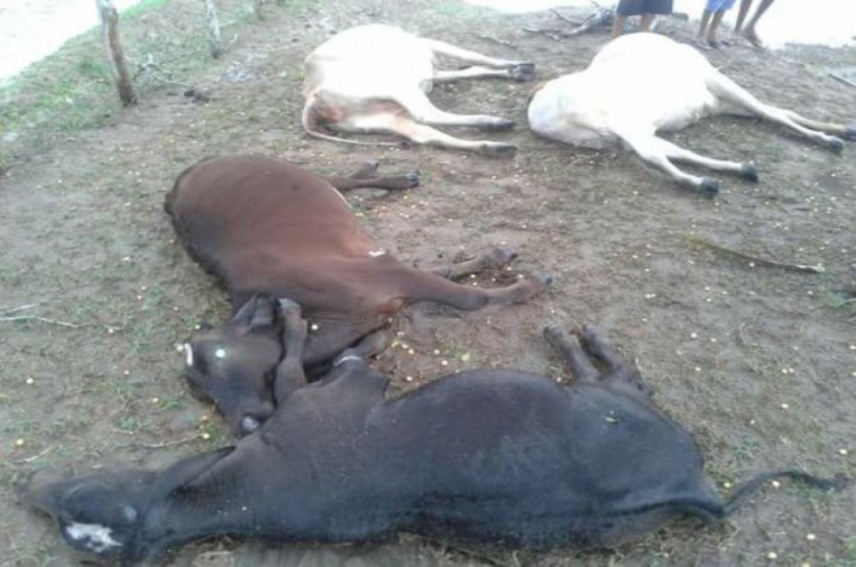 Gado foi atingido por raio na tempestade de ontem (Foto: Gerliano Brito)