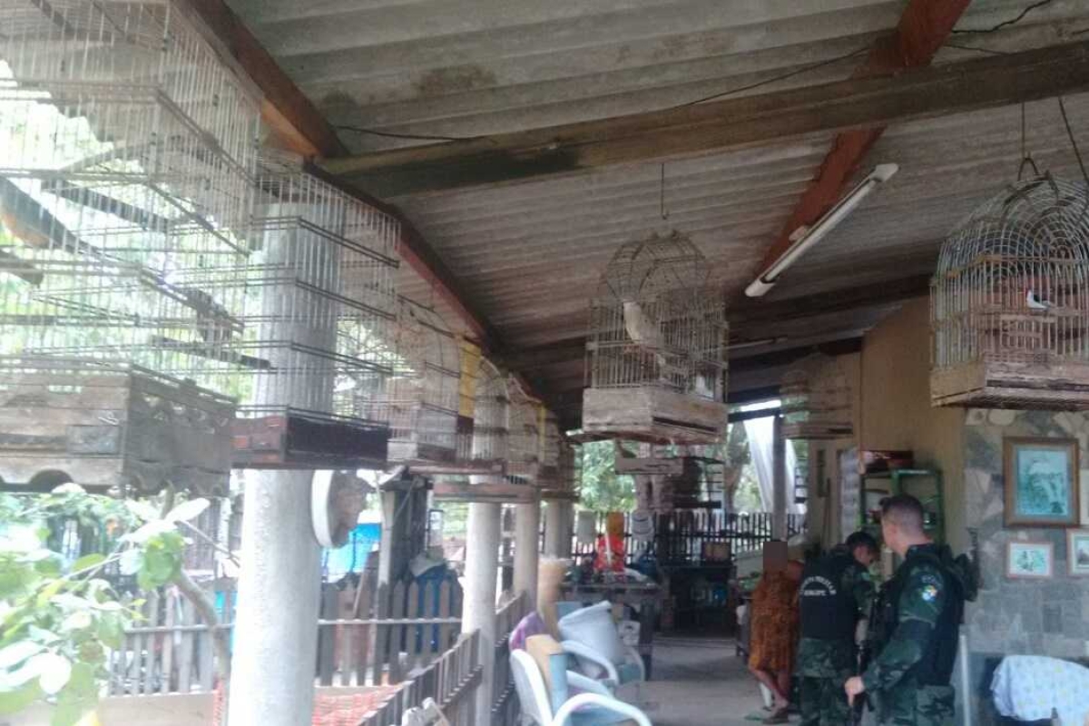 PM/Sergipe apreende 54 animais em residência da zona rural de São Cristóvão (Foto: PM/SE) PM/Sergipe apreende 54 animais em residência da zona rural de São Cristóvão (Foto: PM/SE)