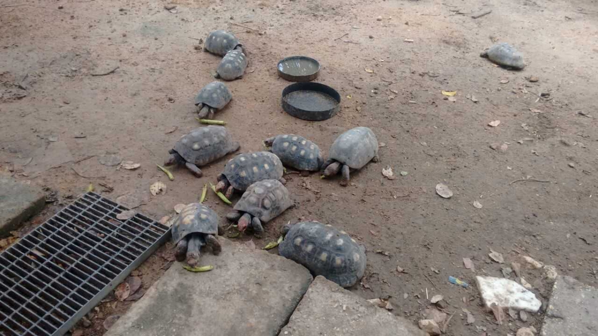 PM/Sergipe apreende 54 animais em residência da zona rural de São Cristóvão (Foto: PM/SE) PM/Sergipe apreende 54 animais em residência da zona rural de São Cristóvão (Foto: PM/SE)