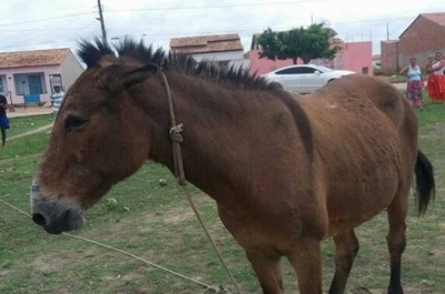 Mula agredida em Lagarto é mais um caso de violência contra animais e gerou indignação da ONG (Foto: Elan) Mula agredida em Lagarto é mais um caso de violência contra animais e gerou indignação da ONG (Foto: Elan)