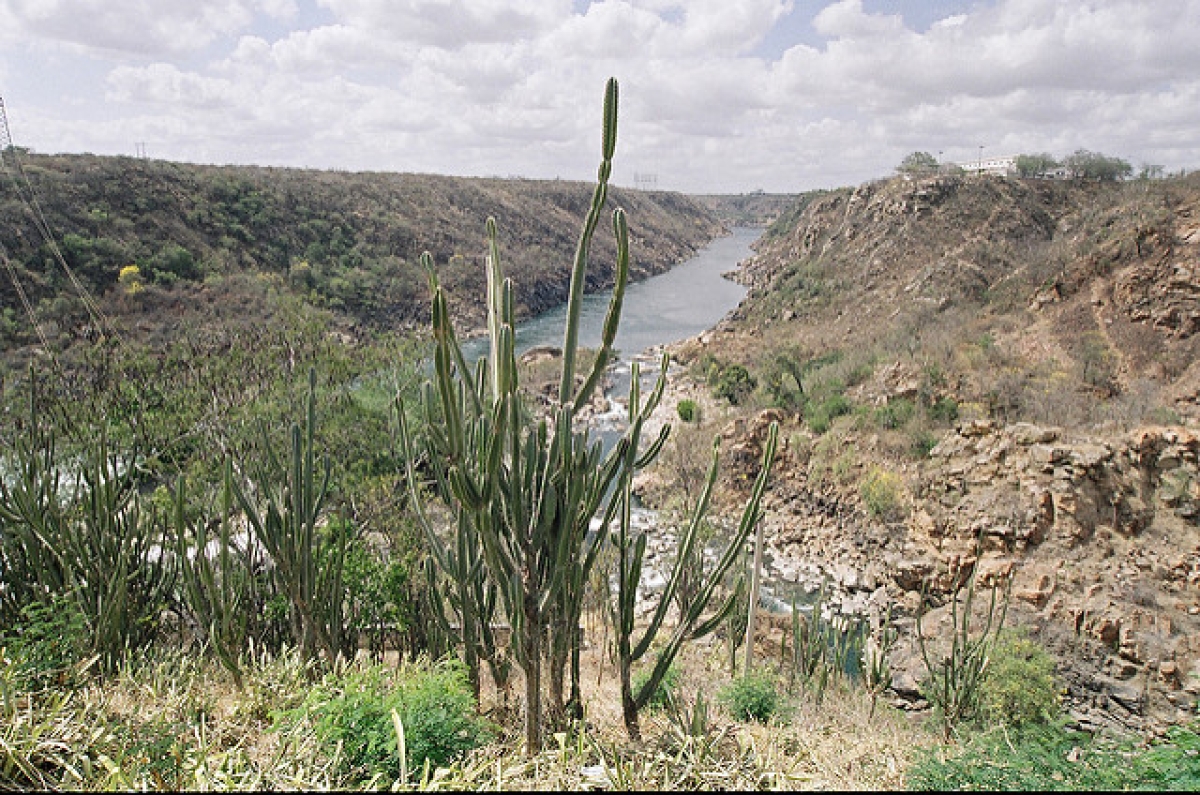 Codevasf investe na preservação do Bioma Caatinga (Foto: Codevasf)