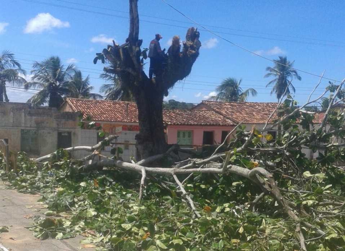 A pedido do MP/Sergipe, Justiça obriga prefeito a não derrubar árvores em Santo Amaro das Brotas (Foto: MP/SE)
