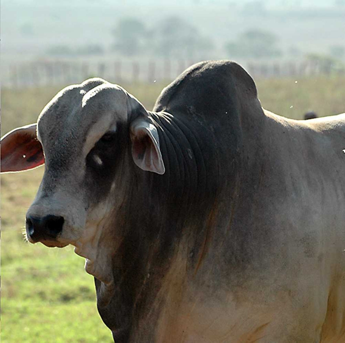 A Febre aftosa é uma enfermidade altamente contagiosa que ataca todos os animais de casco fendido, principalmente bovinos, suínos, ovinos e caprinos (Foto: Divulgação)