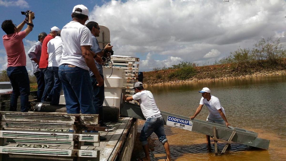 Codevasf promove peixamento com 50 mil alevinos e fortalece produção familiar no Alto Sertão de Sergipe (Foto: Codevasf)