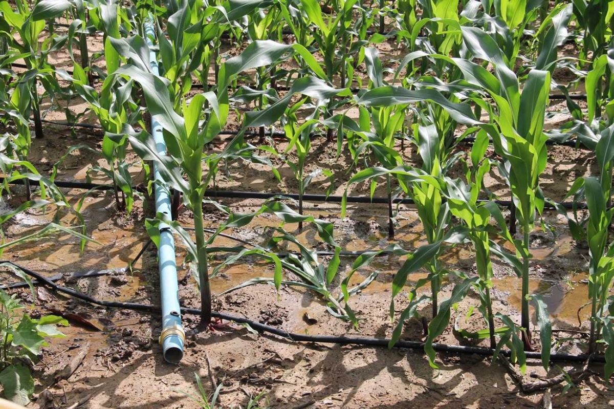 Irrigação por mangeiras de gotejamento tem vantagem por ser fixa e não desperdiçar água por troca de lugar, é mais barata, sofre menos com entupimento e perimite a fertirrigação (Foto: Cohidro)