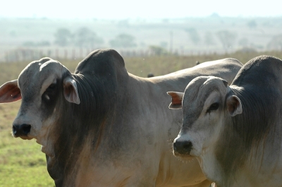 A vacina foi prorrogada até o dia 10 de junho (Foto: Arquivo Portal Infonet)