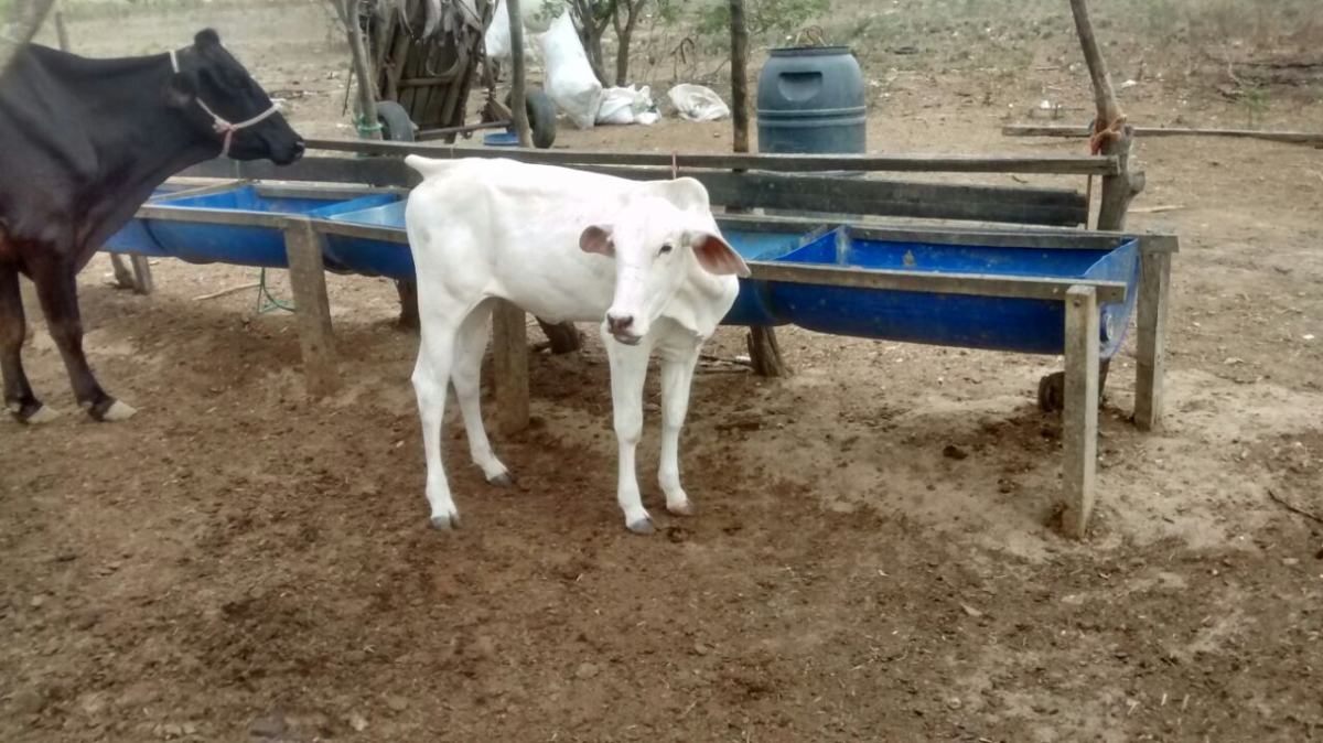 Mutilação de animais revolta até vaqueiros em Sergipe (Foto: Blog do Hebert Pereira)