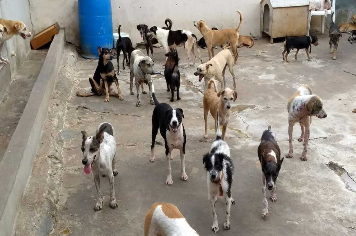 Adasfa abriga atualmente 700 animais (Foto: Divulgação)