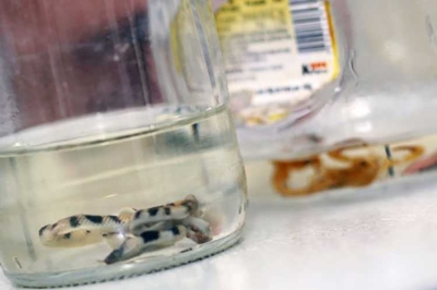 Ciatox: picadas de escorpião são a maior causa de atendimentos (Foto: Arquivo SES/SE)