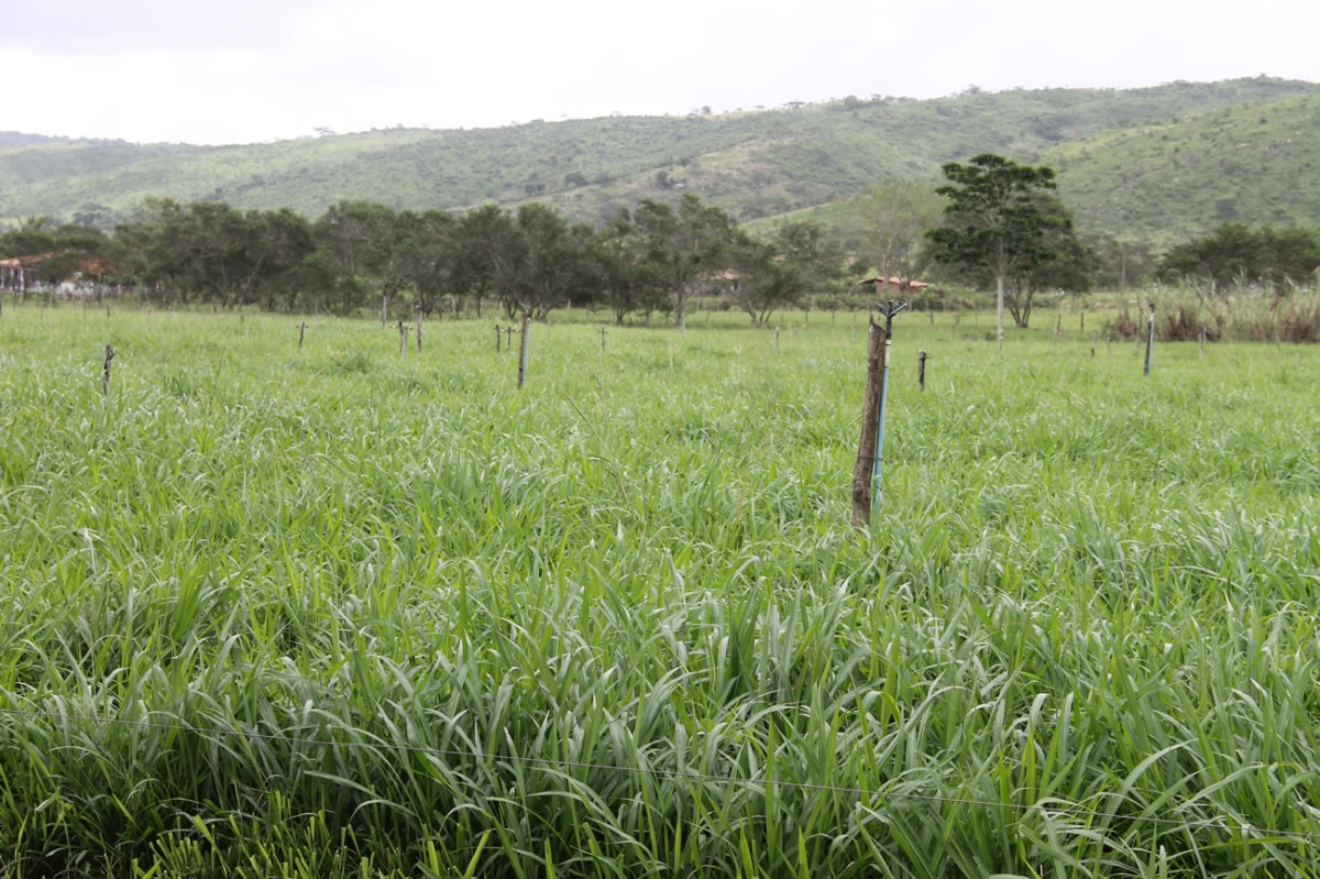 Capim depende da irrigação para se recuperar após receber o pastejo intensivo do gado por 12 horas  (Foto: Fernando Augusto - Ascom Cohidro)