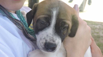 Fogos de artifício: como proteger os animais de estimação no período junino (Foto: Sema/Aracaju)