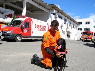  Bombeiros ensinam como proteger cachorros do barulho dos fogos de artifício (Foto: Portal CBM)