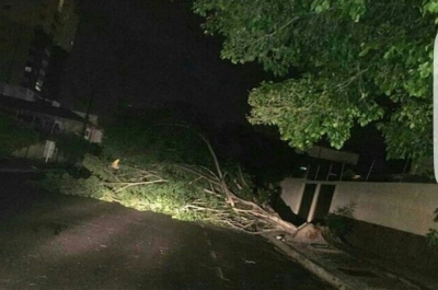  Foto que circula pelas redes sociais mostra árvore na Atalaia derrubada pelo vento (Foto: Reprodução)