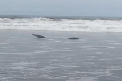  O vídeo do jacaré está sendo tratado como um boato (Foto: Reprodução vídeo)