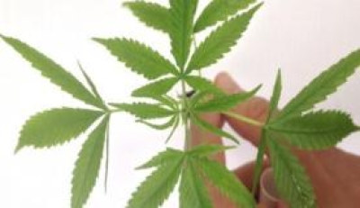 Planta de maconha (Foto: Divulgação/Arquivo/Polícia Federal)