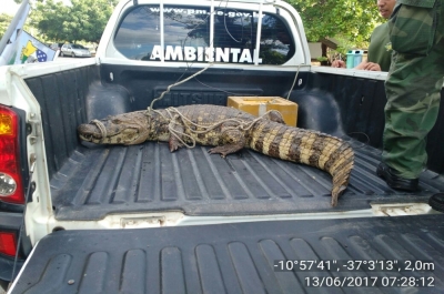 Filhote de jacaré do papo amarelo foi levado para o Tecarmo (Foto: Enviada pelo Batalhão Ambiental)