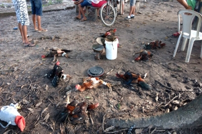  Foram encontrados nove galos feridos (Foto: Pelotão Ambiental)