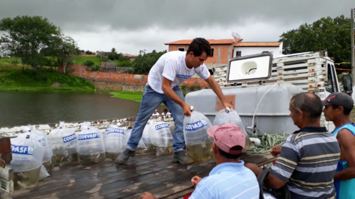 Codevasf lança 80 mil alevinos em açudes no município de Itabi (Foto: Codevasf)