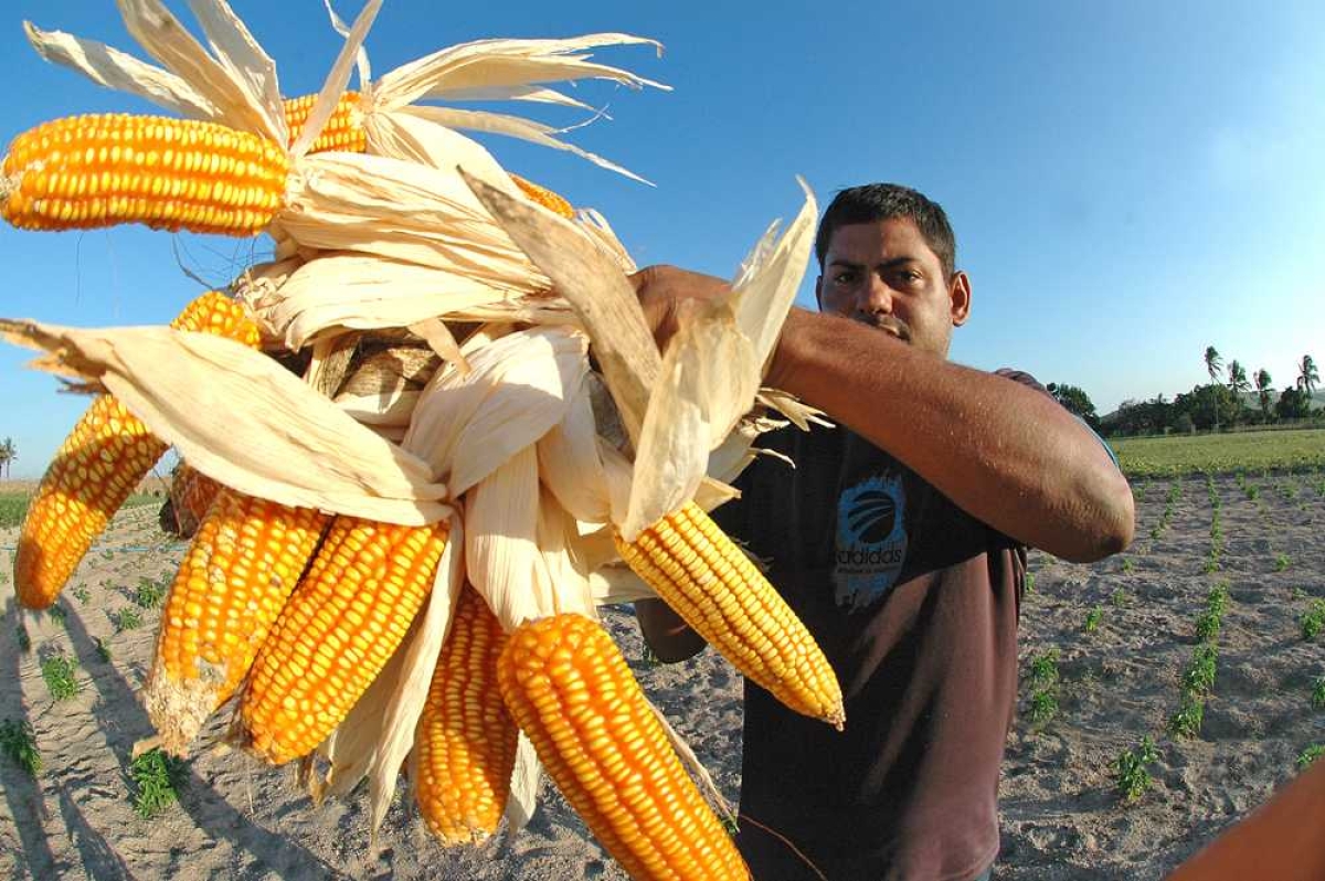 Valor destinado para a próxima safra é 30% maior em relação ao safra 2016/2017 (Foto: Arquivo ASN)