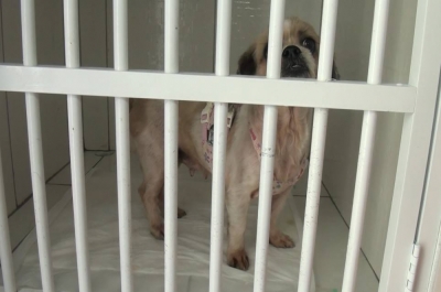  ONG é responsável por resgatar animais vítimas de crimes (Foto: Portal Infonet) 