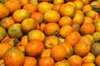  Mudas de laranja eram trasnporatadas sem nota fiscal (Foto: Arquivo Portal Infonet)