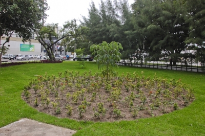 Emsurb reconstrói paisagismo da rótula da Hermes Fontes (Foto: Marcos Rodrigues)