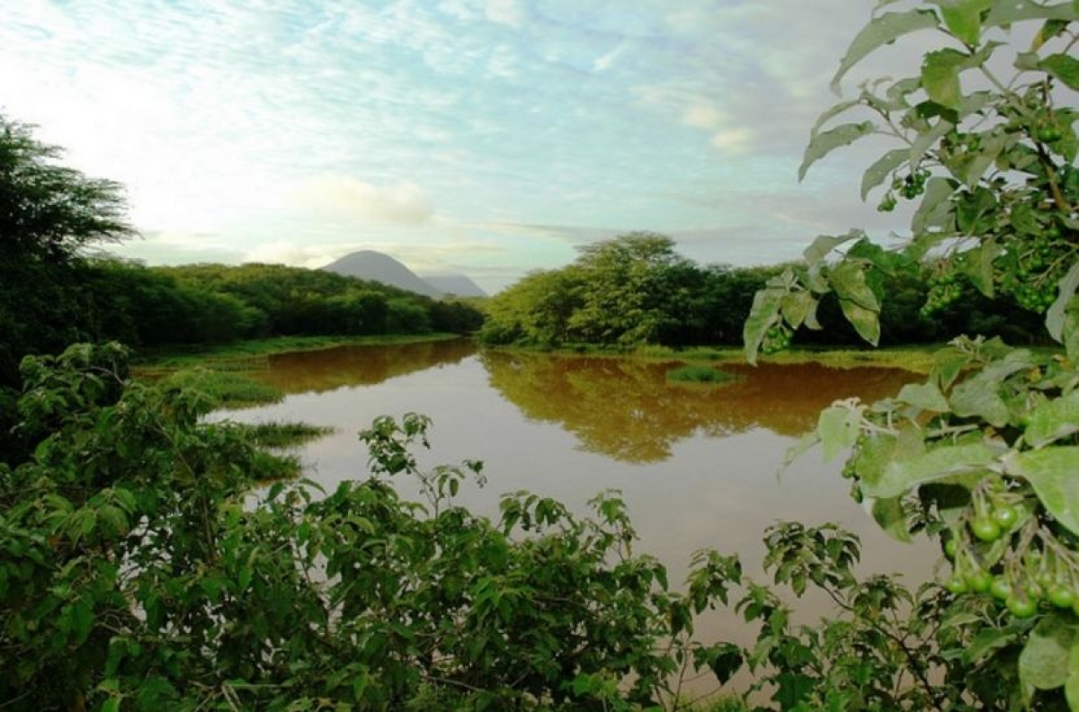 Projeto Florestas Apícolas visa recompor trecho de mata ciliar do rio São Francisco, em Sergipe (Foto: SergipeTec)