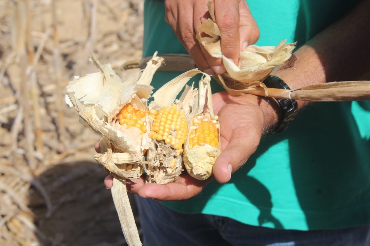 Dívidas dos produtores rurais poderão ser renegociadas (Foto: Assessoria André Moura)