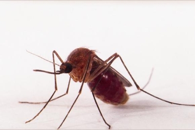 Transmissão de zika por pernilongo pode explicar incidência em algumas regiões
(Foto: Genilton J. Vieira / Fiocruz)