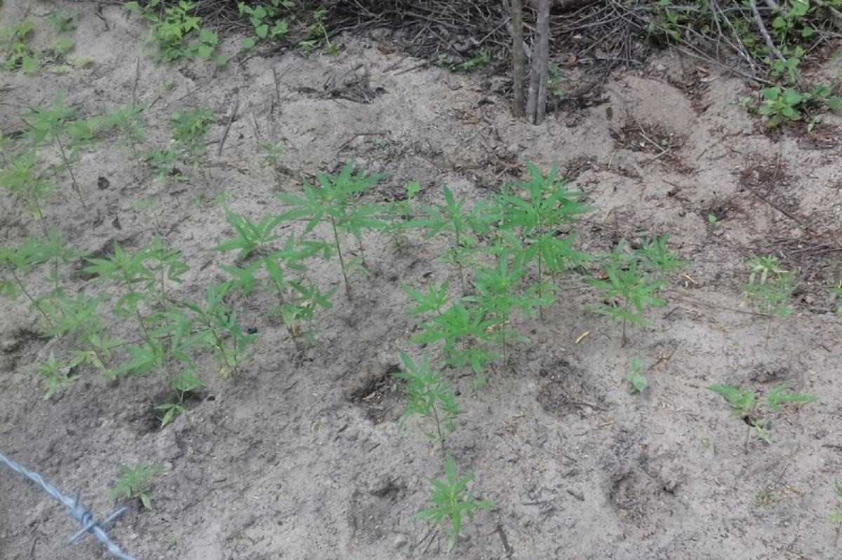 PM/Sergipe descobre plantação ilegal de maconha em Canindé de São Francisco (Foto: PM/SE)