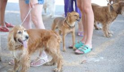 Os cães são os bichos preferidos dos brasileiros que criam animais em casa (Foto: Fábio Pozzebom/Arquivo Agência Brasil)