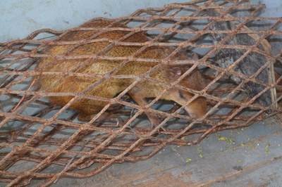 Animal resgatado durante a operação (Foto: FPI/SE)