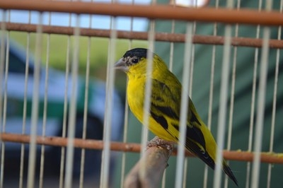 Pintassilgo do Nordeste, ave em extinção encontrada durante a operação (Foto: FPI/SE)