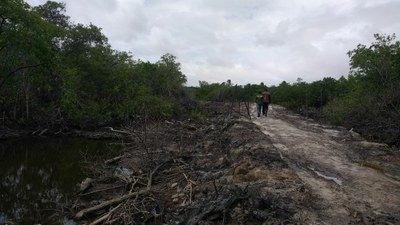 A sucupira é uma árvore rústica muito procurada, usada na construção Civil (Foto: FPI/SE)