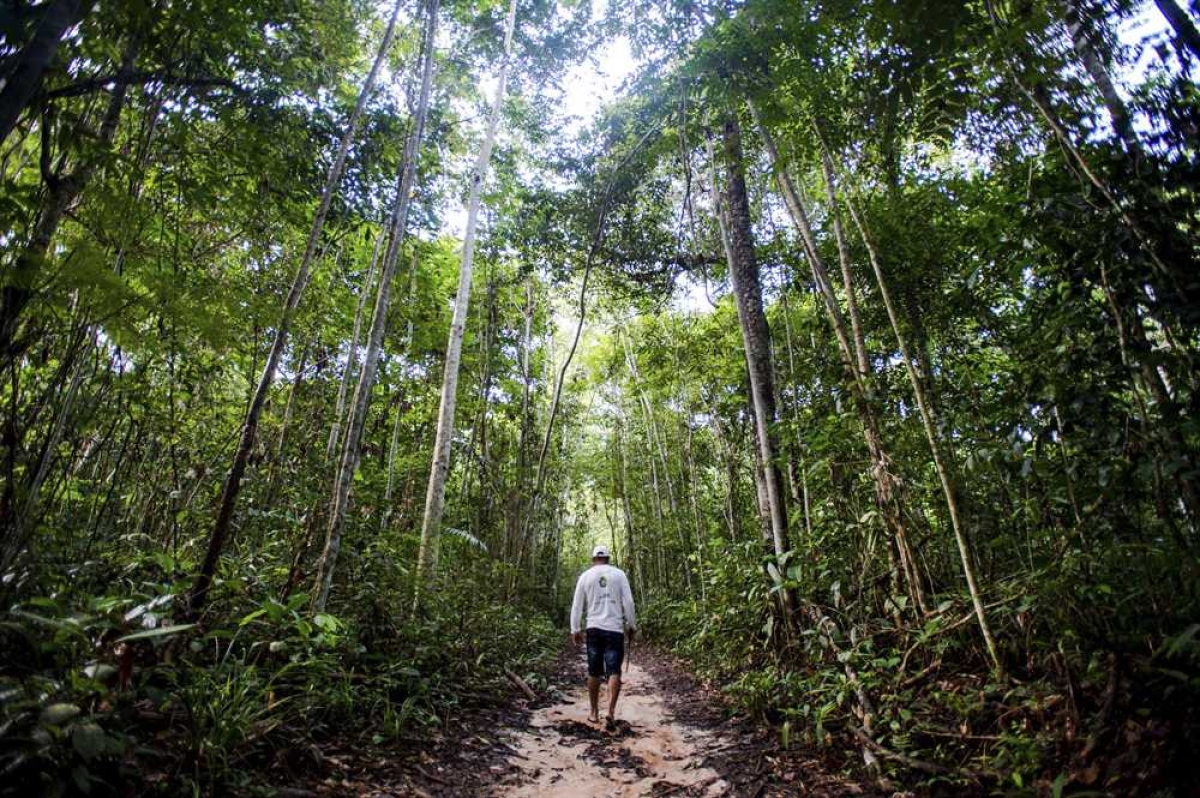 Floresta amazônica (Foto: Marcelo Camargo/Agência Brasil)