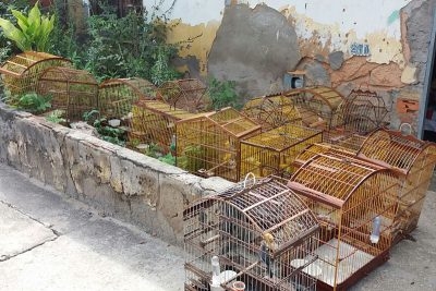 PM apreende pássaros no Santos Dumont (Foto: PM/SE)