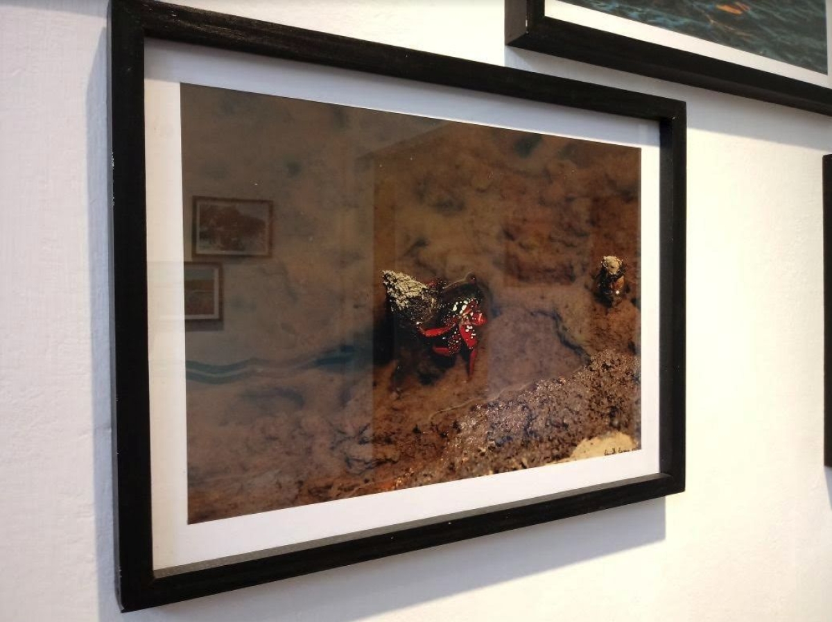 Exposição "Paramopama em Foco" aporta no Memorial do Poder Judiciário (Imagem: Reprodução)