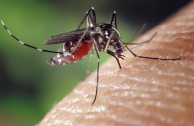Aedes albopictus (Foto: Pixabay)
